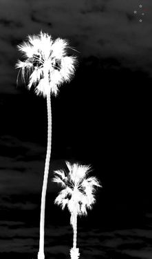 Palm Trees on Black