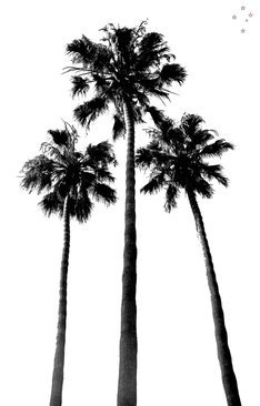 Palm Trees Three